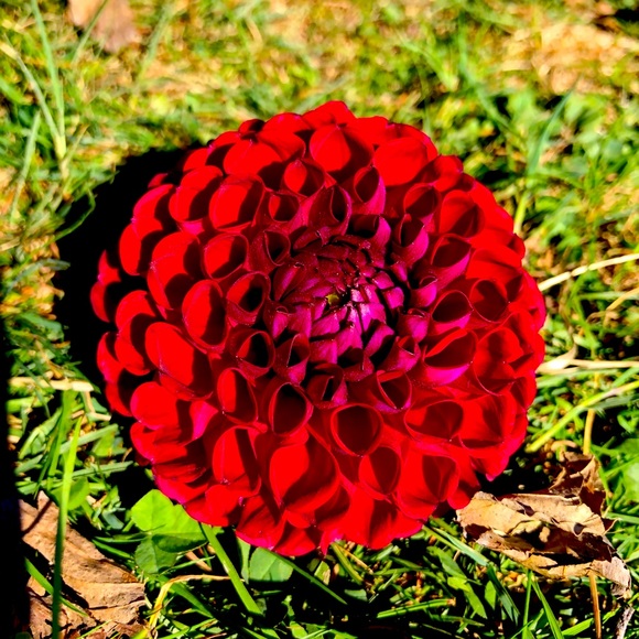 Meet your Posher, Em - Picture 1 of 1